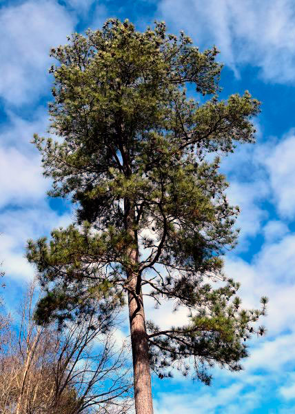 loblolly-pine-600x600