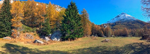 panoramic-view-alpine-forest-with-firs-larches-mountain-blue-sky_100787-3058